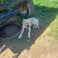 توله سرابی ۶ماهه