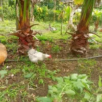 فروش تعدادی گل یاس و پالم