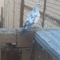 کفتر|پرنده|چهاردانگه (تهران), |دیوار