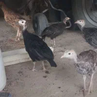 ۴عدد جوجه بقلمون محلی