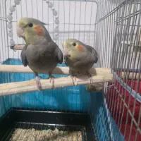 دو عدد عروس هلندی ۳ ماهه سرلاکی