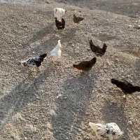 تخم مرغ نطفه دار گلین|حیوانات مزرعه|شهرضا, |دیوار