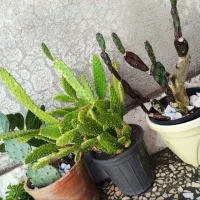 حراج کاکتوس  150تومن گلستان|گل و گیاه طبیعی|گلستان (تهران), |دیوار