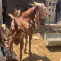پازن و بز