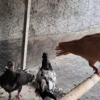 جوجه کبوتر