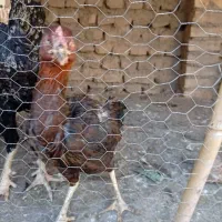 مرغ لاری و دورگ