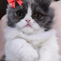 گربه ی بریتیش