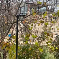 سالنکار غیر بومی نیازمندیم