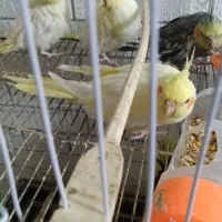 جوجه عروس هلندی لوتینو ۱ ساله|پرنده|مشهد, سرافرازان|دیوار