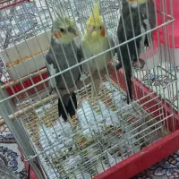 عروس هلندی ۳عدد باهم باقفس ۳میلیون و پانصد|پرنده|تهران, خلیج فارس|دیوار