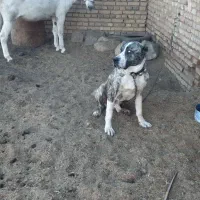 سگ والاغ|سگ|روداب, |دیوار