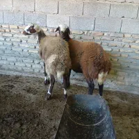 توقلی گوسفند|حیوانات مزرعه|انبارآلوم, |دیوار