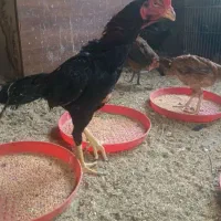 جوجه لاری 2ماهه