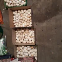 تخم مرغ کوردی|خوردنی و آشامیدنی|سرپل ذهاب, |دیوار