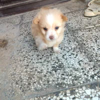 واگذاری سگ|سگ|کلاله, |دیوار