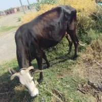 معاوضه گاو نزار چاق ،با گاویاگوستر آبستن