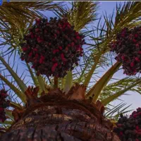 اجاره باغ خرما ۲۰۰۰ خوشه  امیر آباد
