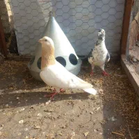 کبوترمامی وریحون باابلغ درچناران