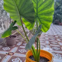 بابا آدم های سبز و تازه
