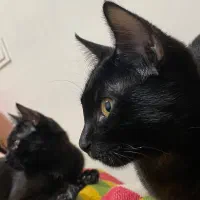 واگذاری گربه