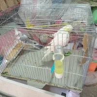 انواع عروس هلندی بار جدید|پرنده|کوهدشت, |دیوار