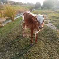 گاو لیشه|حیوانات مزرعه|صومعهسرا, |دیوار