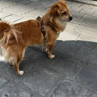 گمشده|حیوانات|تهران, مینیسیتی (شهرک نفت)|دیوار