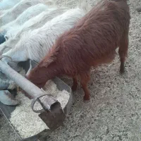 ۳ عددبز دورگه ابستن|حیوانات مزرعه|کرمان, |دیوار