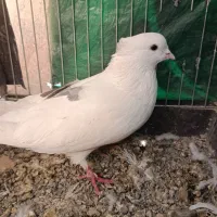 نر خال شستی قدیم