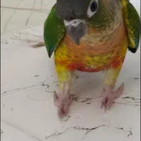 طوطی گرینچیک گمشده