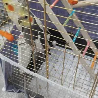 دو عروس هلندی نر و ماده زیبا و بازیگوش|پرنده|اردبیل, |دیوار