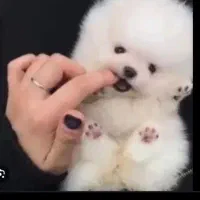 بهترینها اینجاست|سگ|شیراز, اصلاح‌نژاد|دیوار