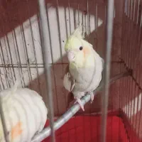 عر و س هلندی