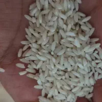 برنج عنبربو معطر          کالابرگ اصفهان کارت آزاد|خوردنی و آشامیدنی|اصفهان, رزمندگان|دیوار