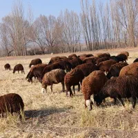 ۵۳ عدد گوسفند بره دار وآبستن سنگین