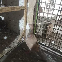 کفترای کاشمر به شرط همچی