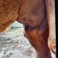 شتر شیری|حیوانات مزرعه|آق قلا, |دیوار