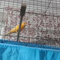 قناری نر مست ماده اماده|پرنده|رودان, |دیوار