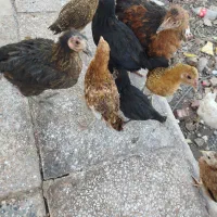 جوجه محلی کشتنی