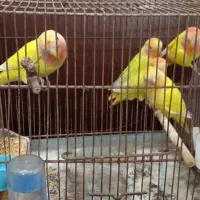 جوجه کوتوله اوپال سرقرمز معاوضه با قناری