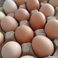 تخم مرغ بومی|خوردنی و آشامیدنی|اصفهان, پوریای ولی|دیوار