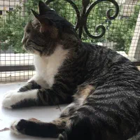 گمشده|حیوانات|کرج, حیدرآباد|دیوار