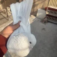 ۲ عدد غریبگیری نر دم بور ماده کله خالدار تو دم دار