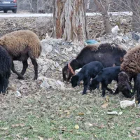 ۹ رئس میش افشاری دوقولوزا درشت.. بره بز نربز|حیوانات مزرعه|قیامدشت - خاورشهر, |دیوار