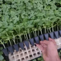 نشا بادمجان گوجه فلفل هندوانه جانا|خدمات باغبانی و درختکاری|میناب, |دیوار
