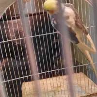 جفت عروس پاریس ۵ تخمه با قفس