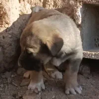 واگذاری سرابی|سگ|تهران, قلمستان|دیوار