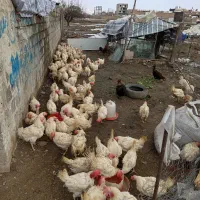 فروش مرغ سفید تخمگذار