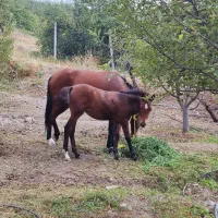 اسب مادیان با کره مادیان