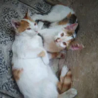 گربه دوماهه ونیم نر و ماده dsh|گربه|کرمانشاه, |دیوار